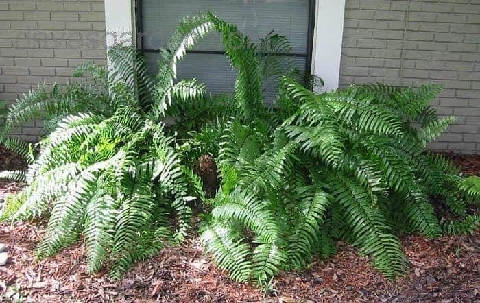 what ferns are toxic to dogs