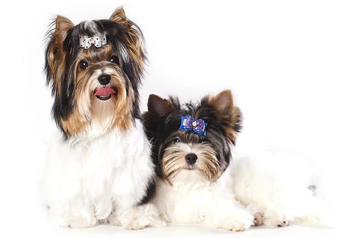 Parti Yorkie vs Biewer: Which One Makes the Best Furry Companion?