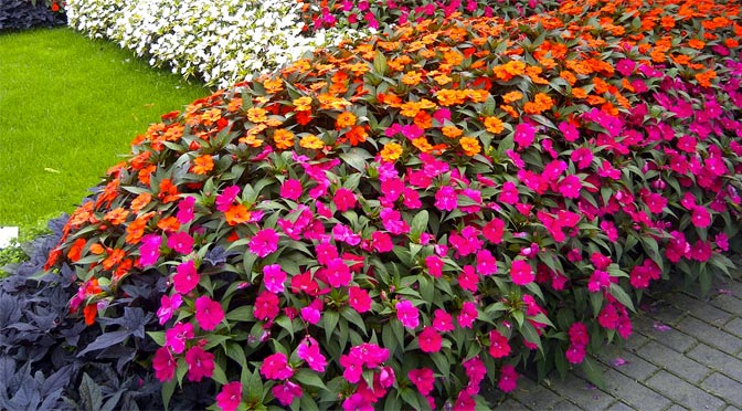 Are Sunpatiens Poisonous to Dogs?