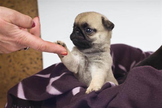 Teacup store pug cost