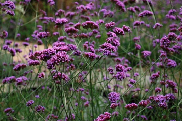 Is Verbena Poisonous to Dogs?