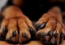 Small Dog Breeds with Big Paws