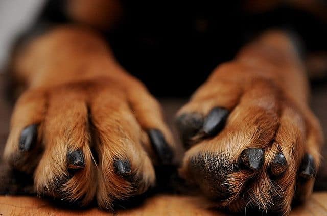 Small Dog Breeds with Big Paws