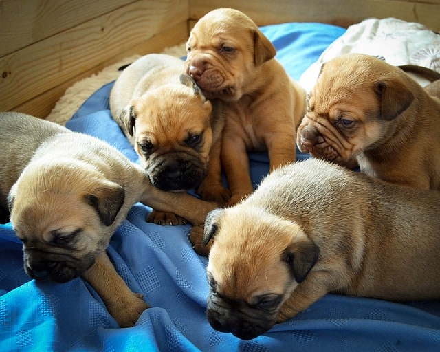 How to Pick a Puppy from a Litter at 4 weeks