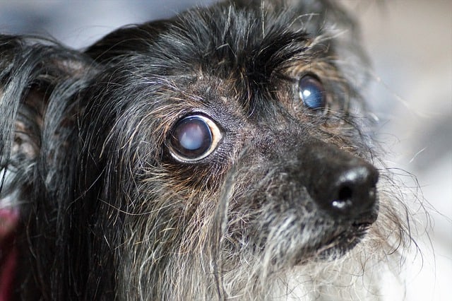 can dogs see immediately after cataract surgery