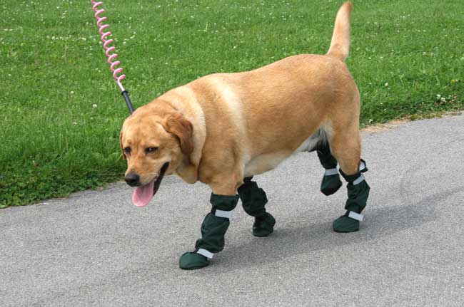 dog boots for dogs that draft their feet