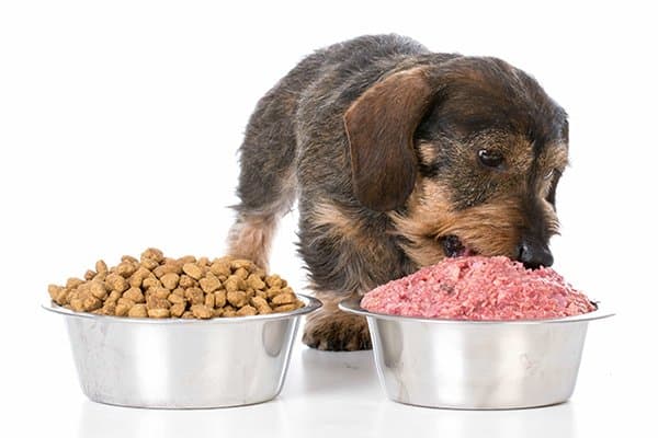 what to feed a dog with kidney disease