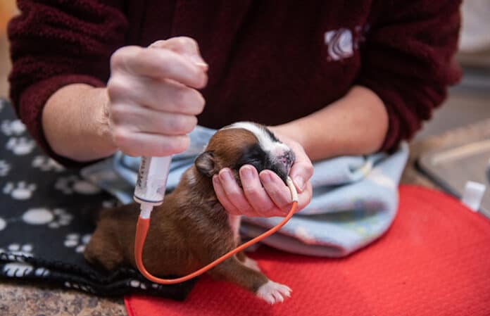 Tube Feeding Puppies: A Quick Guide for New Dog Owners