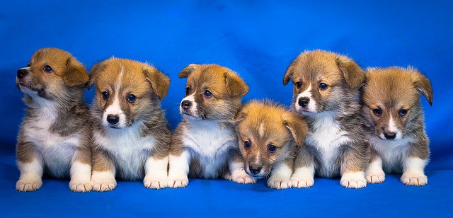 how much should puppies gain per week