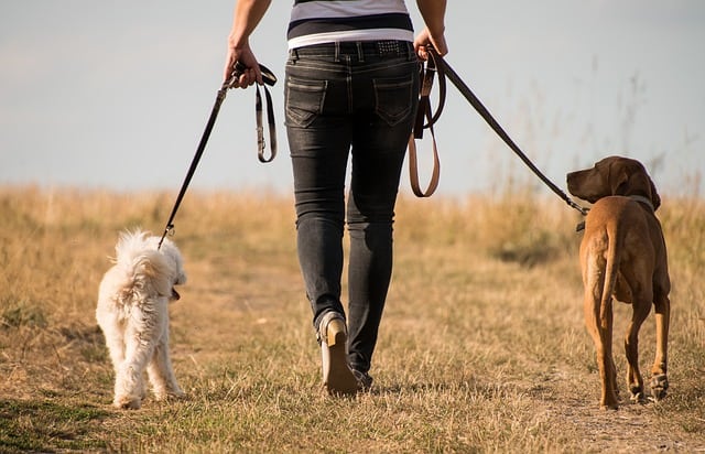 How To Reintroduce Dogs After A Fight Healthy Homemade Dog Treats