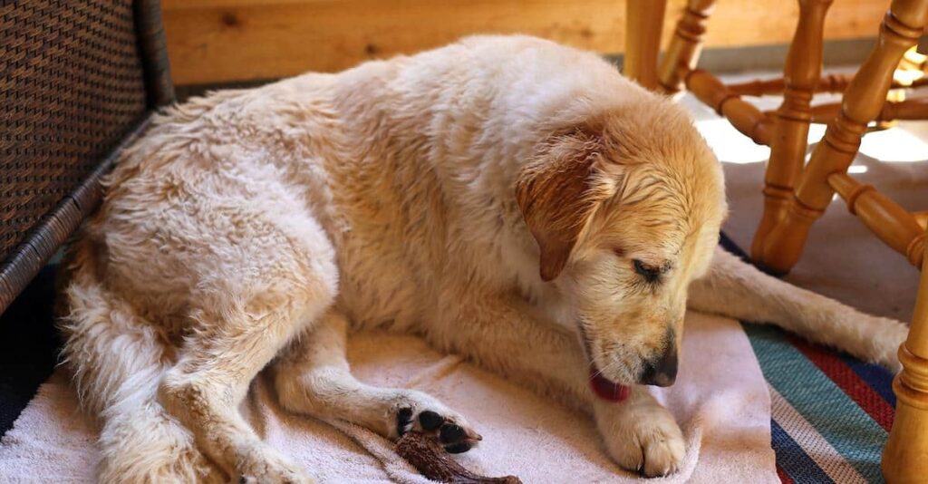 Essential Oils For A Dog Licking Their Paws