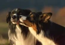 Why Do Dogs Lick Each Other After Fighting?