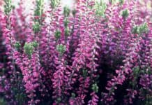 Is Heather Poisonous to Dogs?