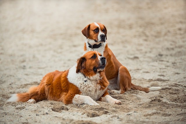 12 Striking White and Tan Dogs to Own