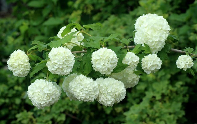 Is Viburnum Poisonous to Dogs?