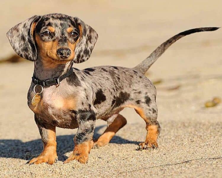 what makes a dachshund a dapple