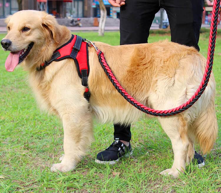 10 Worst Dog Breeds off Leash