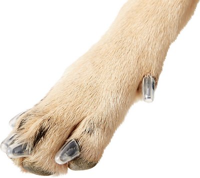 Claw Caps for Dogs: A Better Alternative to Declawing - Healthy Homemade  Dog Treats