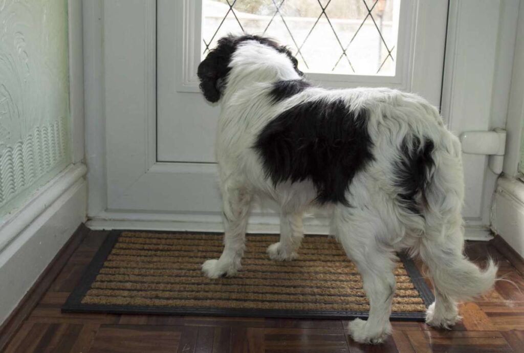 Dog Proof Door Latches