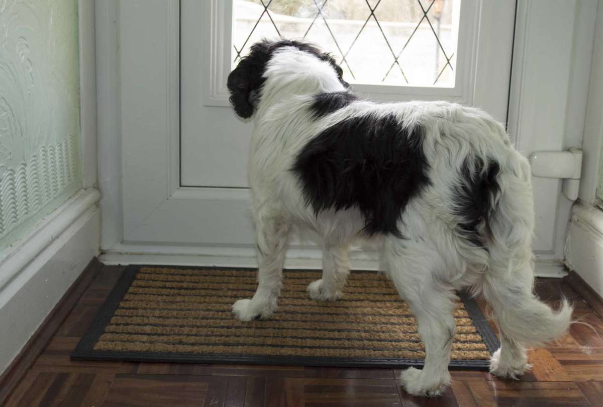 5 Best Dog Proof Door Latches