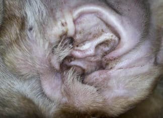 Vaseline for Ear Mites in Dogs