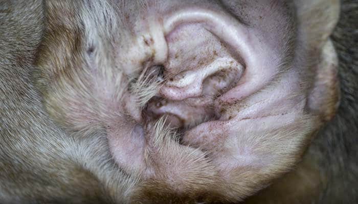 Can I Use Vaseline for Ear Mites in Dogs?