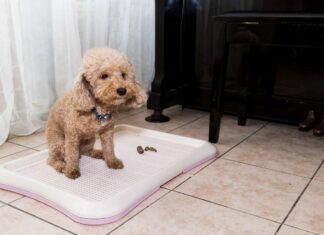 What to Put Under Puppy Pee Pads