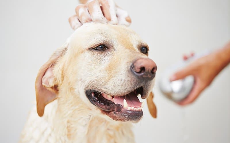 How To Get A Tick Off A Dog With Dish Soap