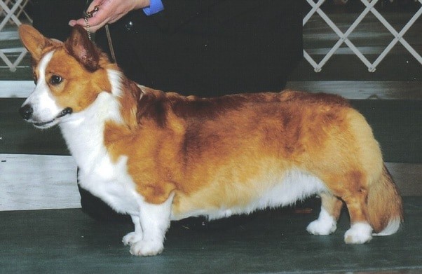 Sable Corgi: Facts You Need To Know Before Owning This Ebony Beauty