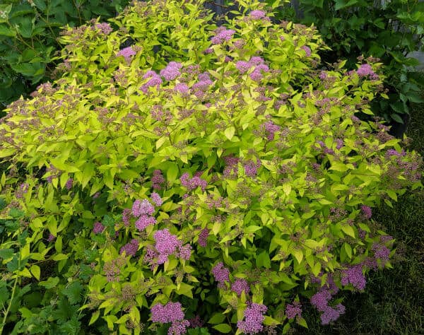 Is Spirea Poisonous to Dogs?