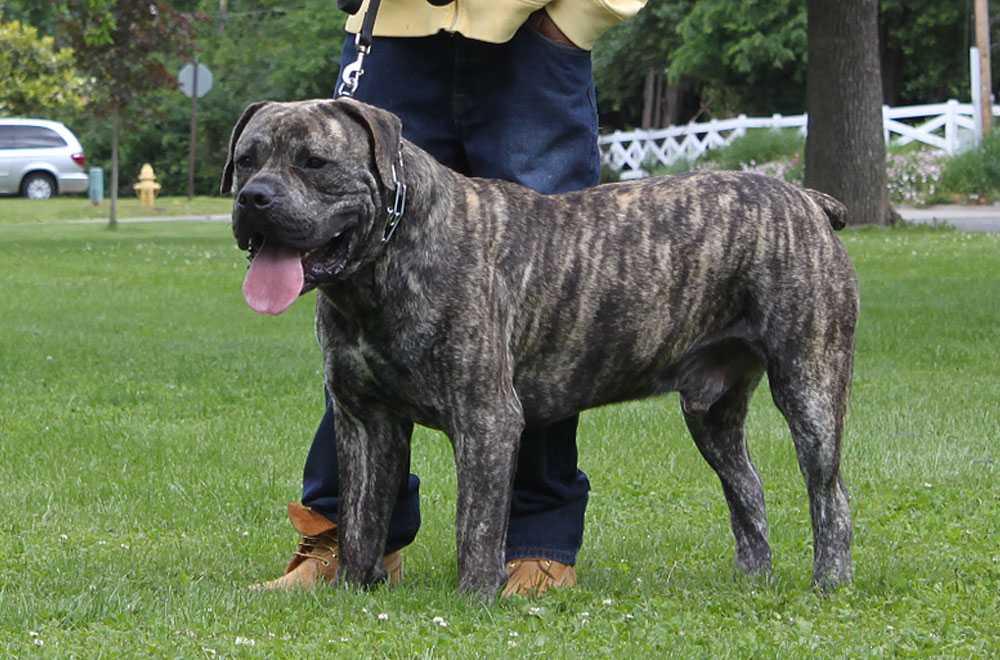 Boerboel store brindle colour