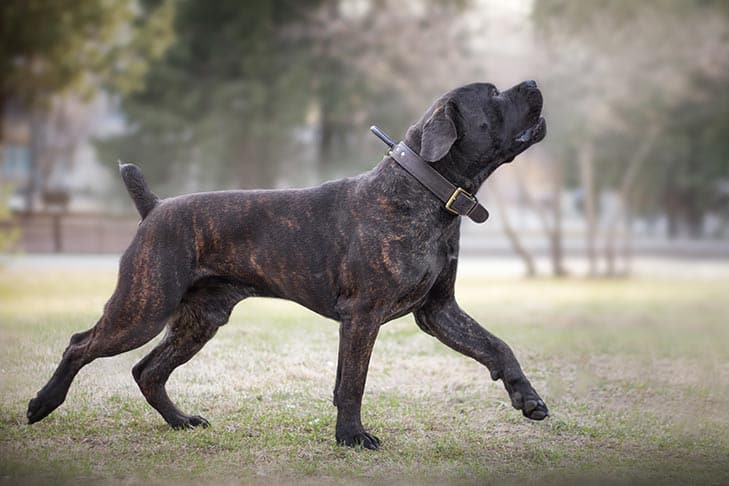 Brindle Boerboel: Facts You Need To Know Before Owning This South African Brindle Beauty