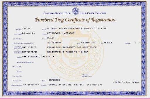 how do you register a puppy for akc