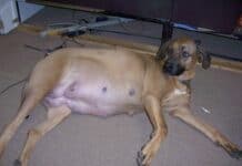 How Long Does It Take For A Female Dog Nipples To Recede After Pregnancy?