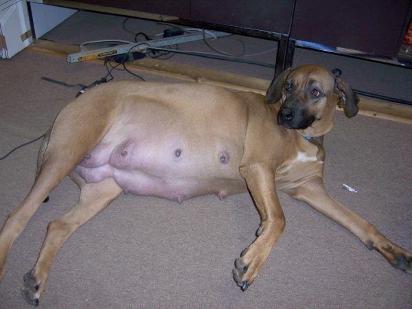 Pregnant dog nipples