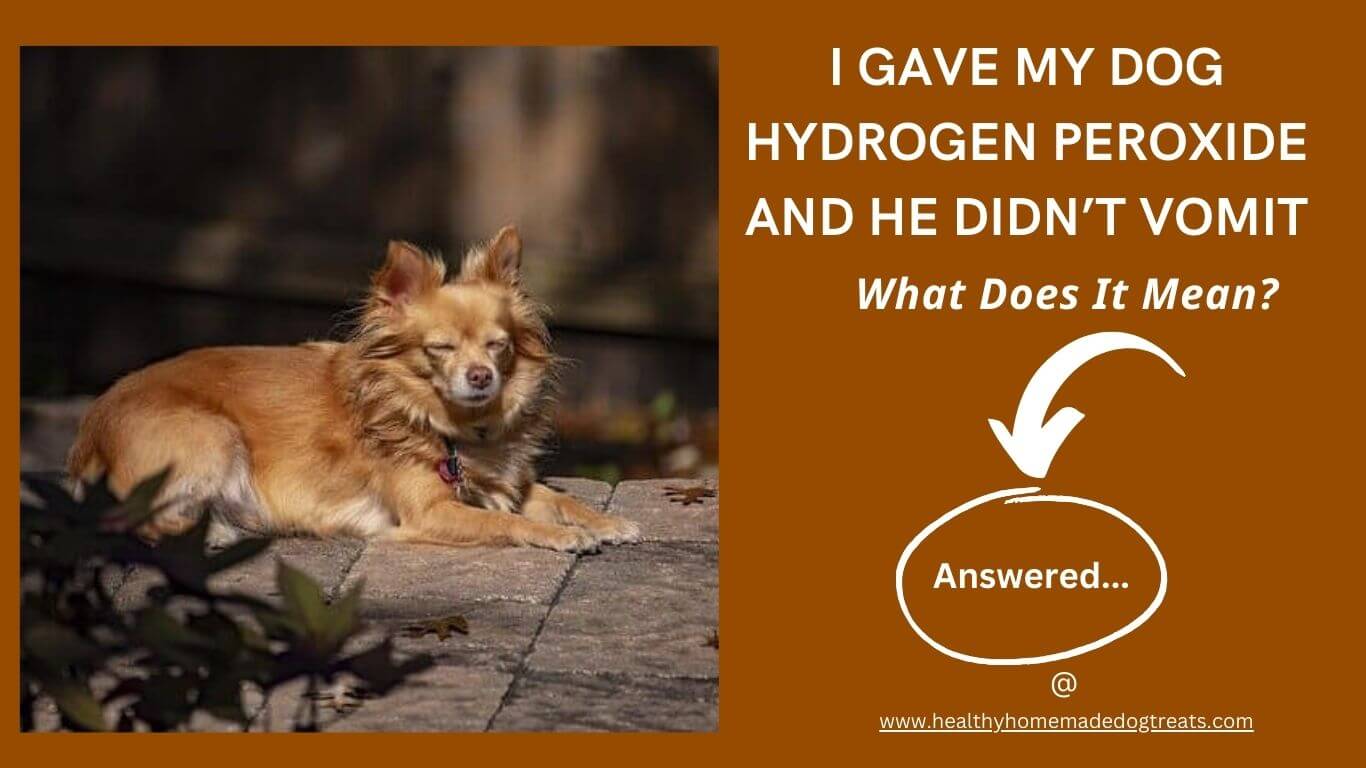 I Gave My Dog Hydrogen Peroxide And He Didn’t Vomit: What Does It Mean?