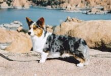 Everything You Need To Know About Owning a Merle Corgi