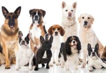 Dog Breeds With Pictures and Prices