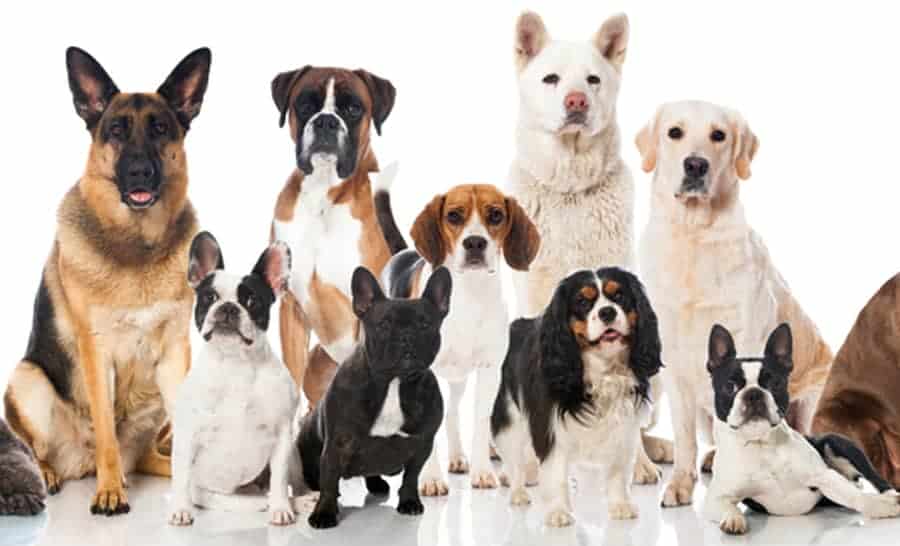 Dog Breeds With Pictures and Prices