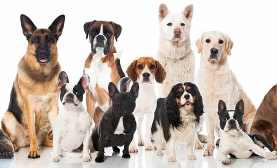 can you register a mixed breed dog