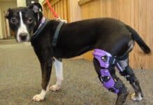Can A Dog Die From A Broken Leg?