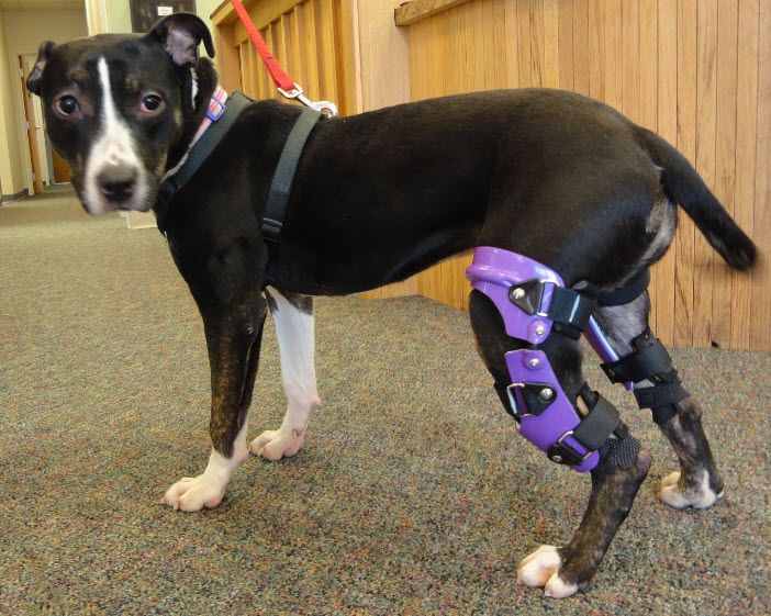 Can A Dog Die From A Broken Leg?