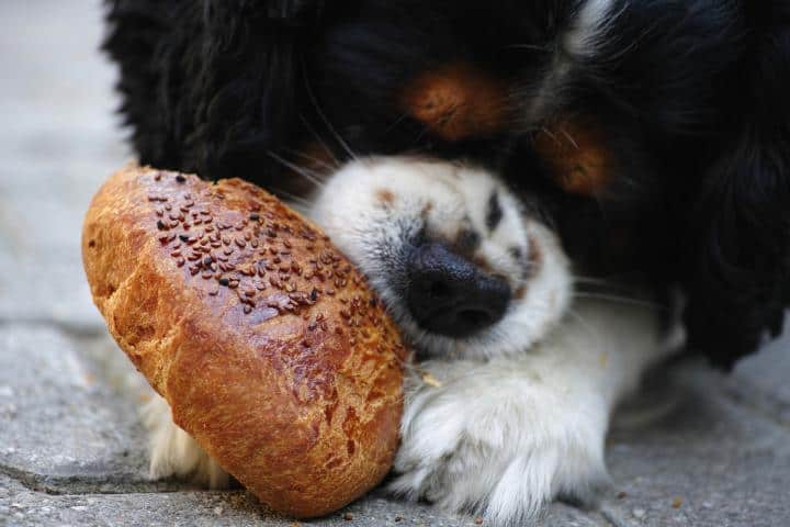Can Dogs Eat Pumpernickel Bread?