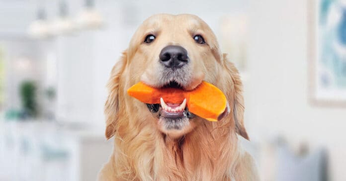 How to Cook Pumpkin for Dogs