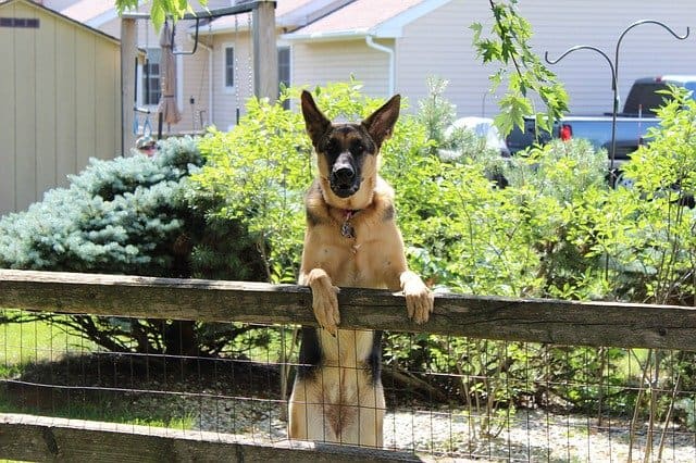 Dog Breeds That Don't Need a Fence