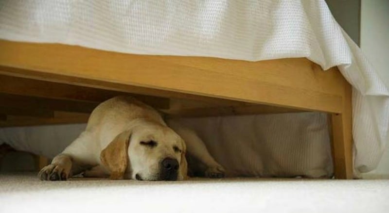 How to Stop Dog From Going under The Bed - Healthy Homemade Dog Treats