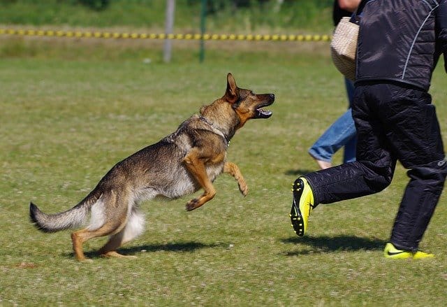 Dog Attack Protection Devices