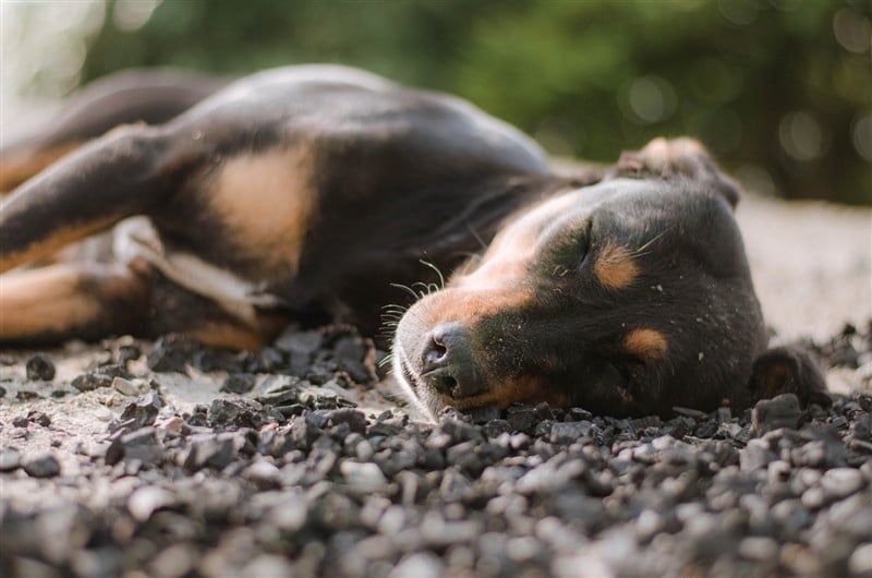 Can You Use Dove Shampoo On Dogs