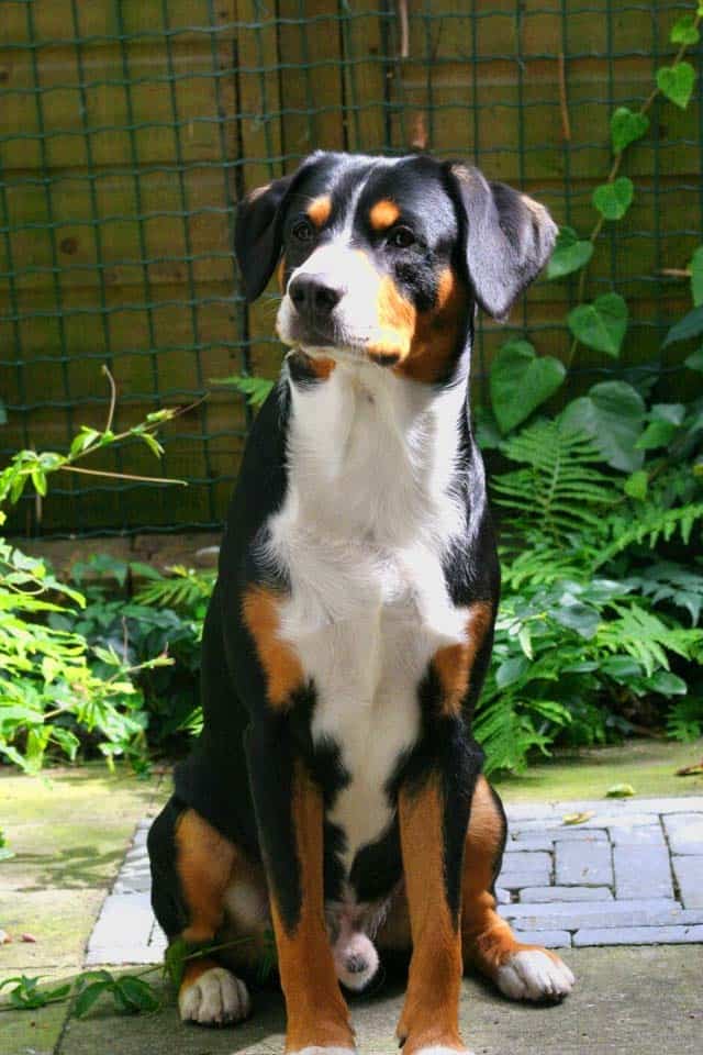 Is there a smaller version of a Bernese mountain dog?