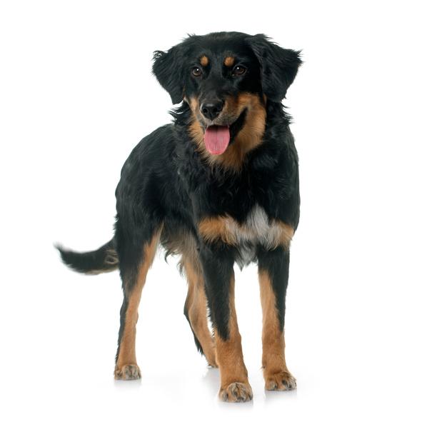 what breed of dog looks like a rottweiler